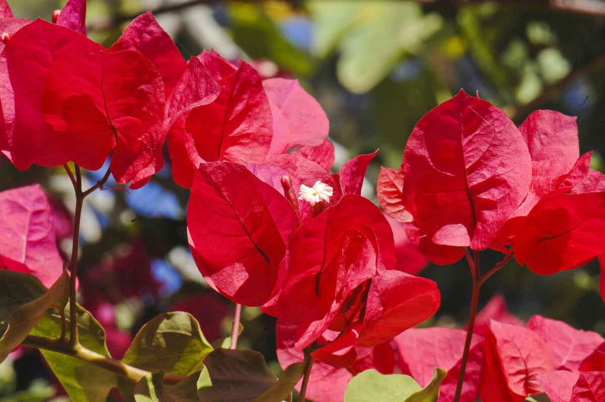 Eine Bougainvillea, auch Drillingsblume genannt, in Palmitos Park auf Gran Canaria. Aufnahme: Juli 2009.