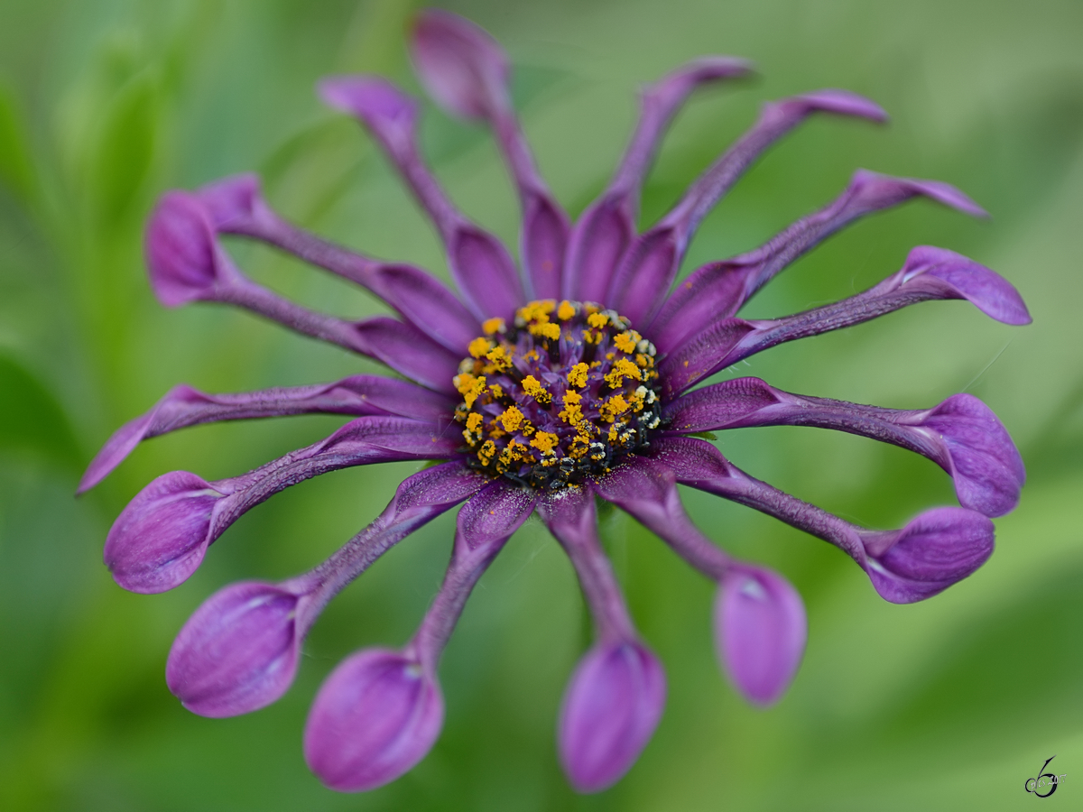 Eine Chrysantheme im heimischen Garten. (Juni 2017)