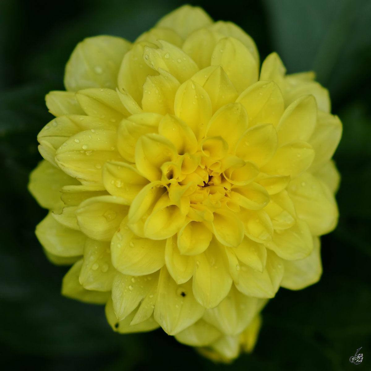 Eine Dahlienblüte nach einem kurzen Regenschauer in unserem Garten. (Hattingen, Juli 2017)