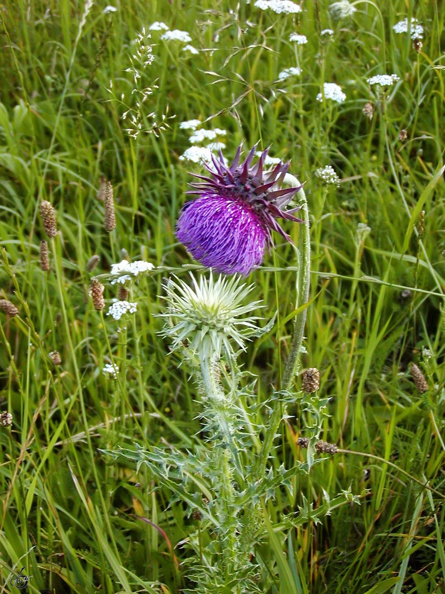 Eine Distel blüht auf der Wiese. (Jarmen, Juli 2002) 