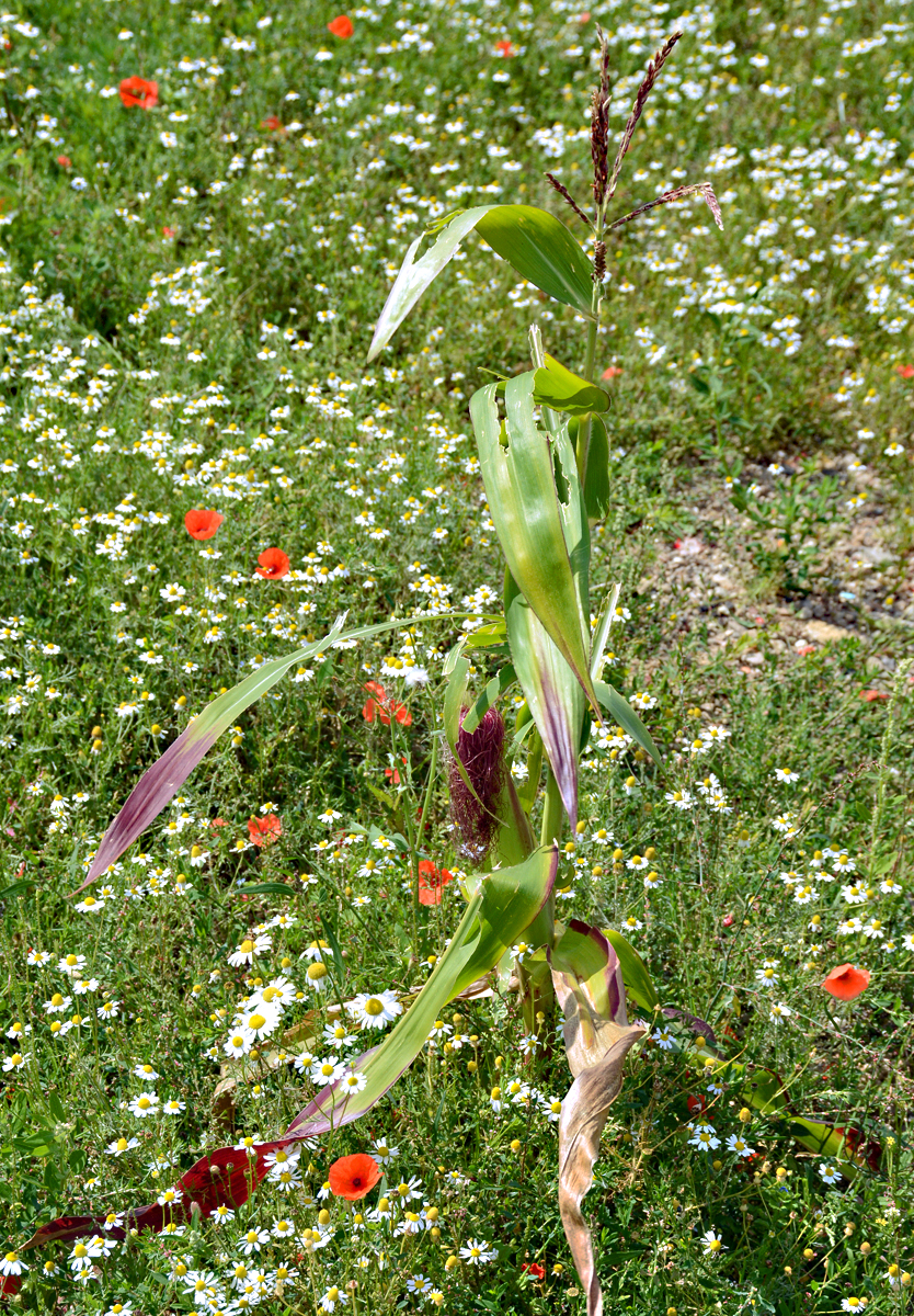Eine einzelne  verirrte  Maispflanze in einem Blumenfeld bei Euskirchen - 09.08.2016
