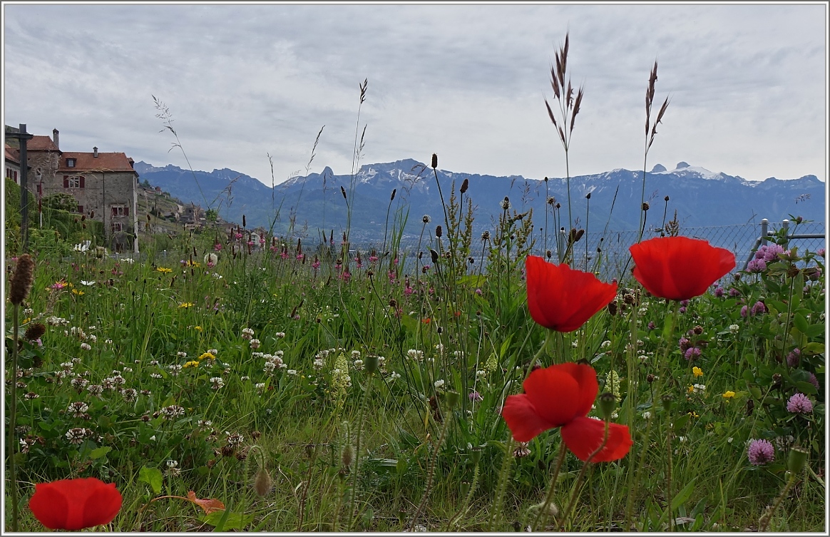 Eine Frühlingswiese bei Rivaz. Im Hintergrund sieht man den Rochers-de-Naye.
(08.05.2014)