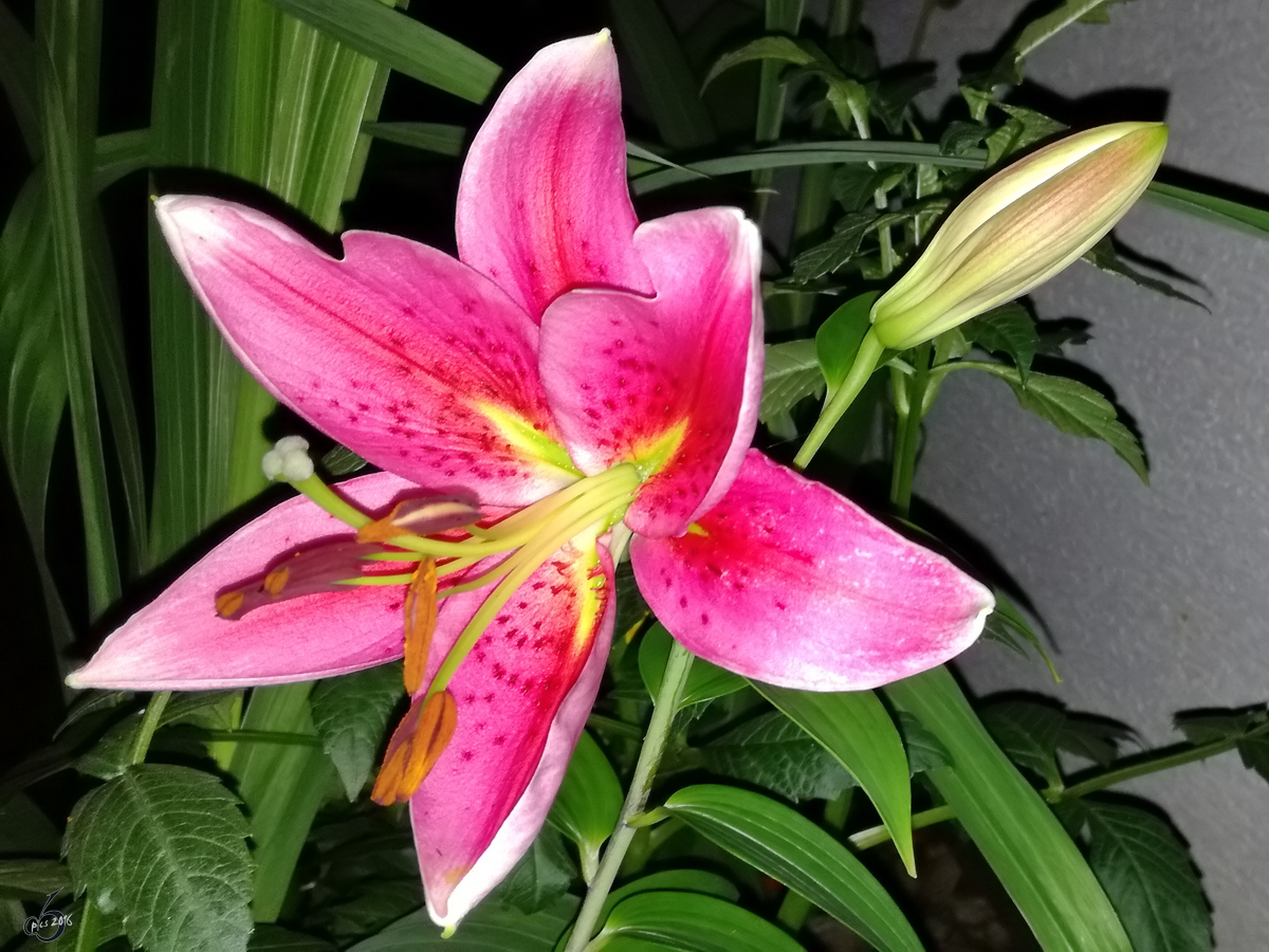 Eine Lilie im heimischen Garten. (Hattingen, Juli 2017)