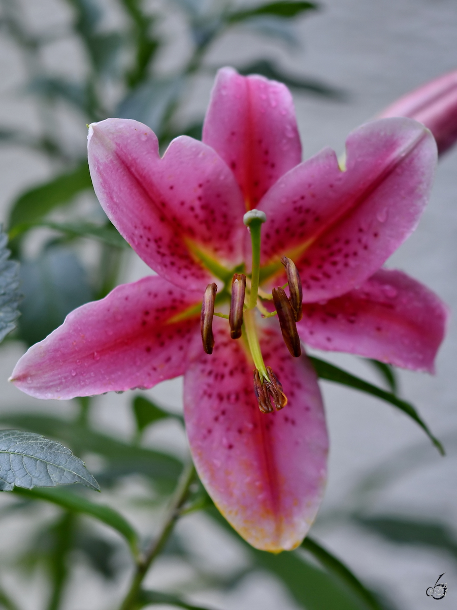 Eine Lilie nass von einem kurzen Regenschauer in unserem Garten. (Hattingen, Juli 2017)