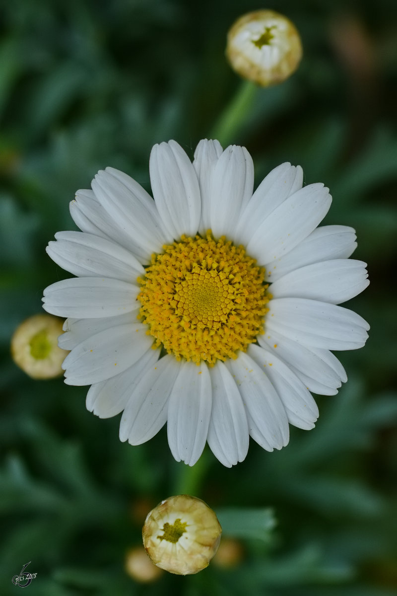 Eine Margerite auf der Suche nach Sonnenlicht. (Hattingen, Mai 2018)