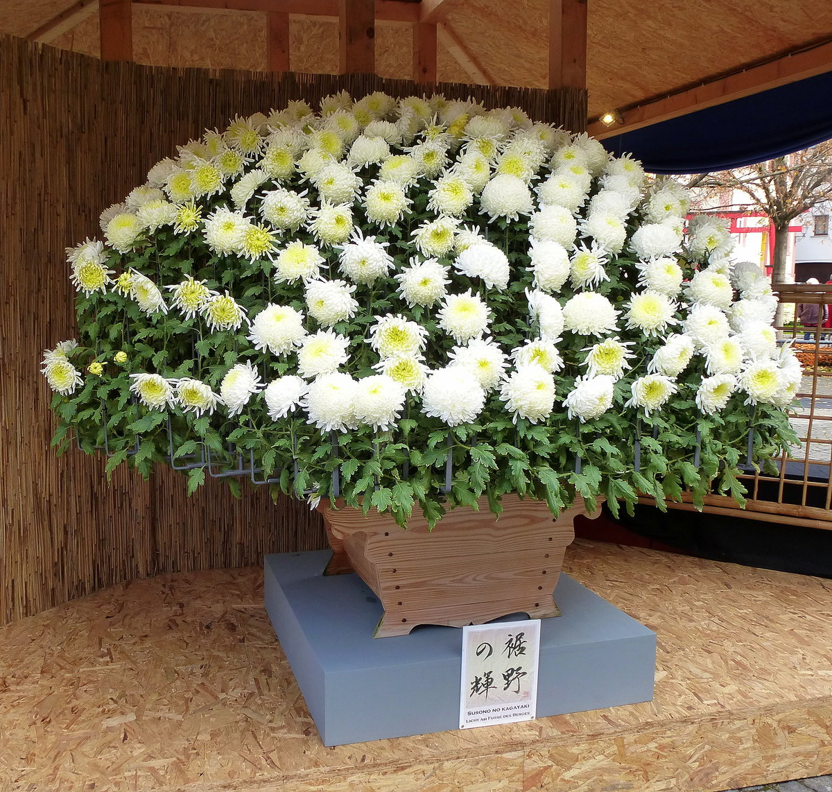 eine Ozukuri-Chrysantheme, ausgestellt zur  Chrysanthema 2016  in Lahr/Schwarzwald, nach alter japanischer Tradition mit groem Aufwand aus einer Pflanze gezogene  Tausendblter , so in Deutschland noch nie kultiviert, 189 groe Blten aus einem einzigen Trieb!, Nov.2016