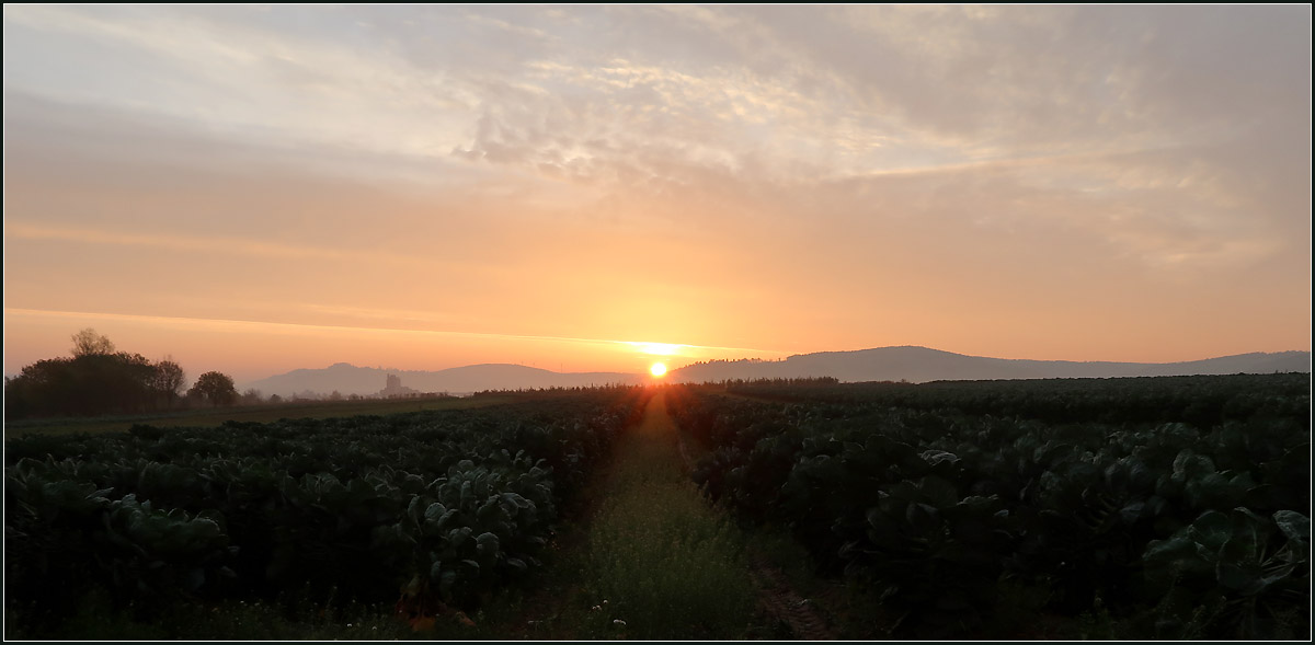 Eine Schneise zur Sonne -

Im Rosenkohlfeld wurde ein Streifen freigehalten, der am Morgen des 12. November 2020 genau auf die Sonne ausgerichtet war, als diese gerade über die Höhe des Schurwaldes emporstieg. 

Bei Kernen-Rommelshausen(M)