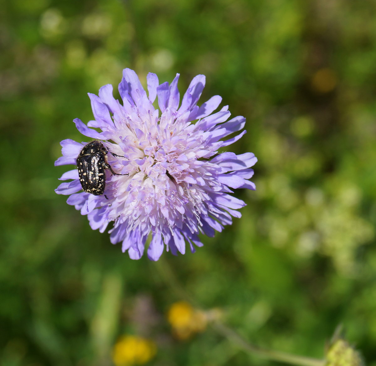 Eine Skabiose wird von einem kleinen tierischen Bewohner besucht, 01.06.2019.