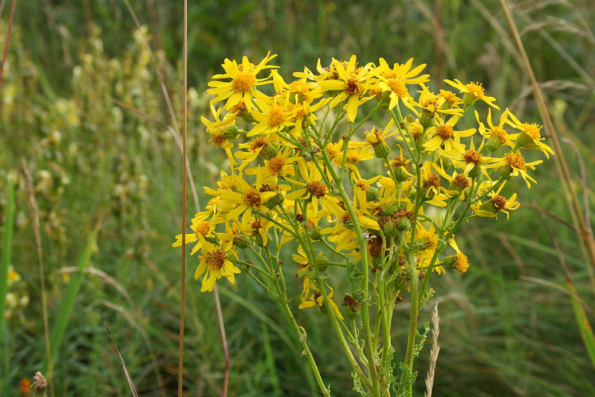 Eine Staude mit Jakobsgreiskrautblümchen; Aufnahme vom Abend des 1.08.2022 an der Hahnenkleer Waldstraße...