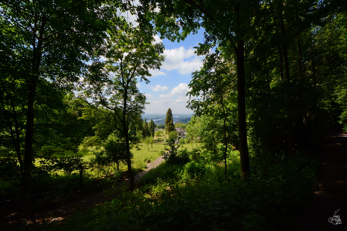 Eine Waldlichtung bei Königswinter. (Mai 2014)