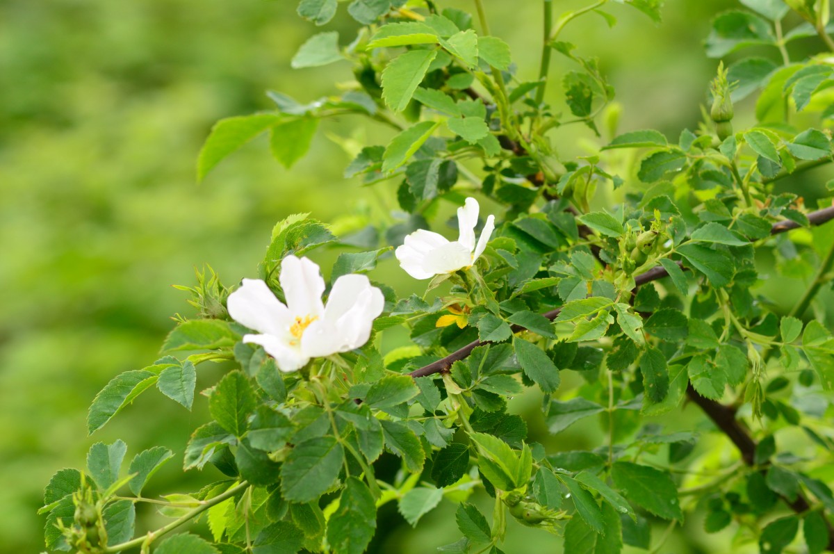 Eine wilde Rose wächst in der ehemaligen Rangiergruppe im Bahnhof Grevenbroich.
Am 27.Aril 2014 habe ich sie in Blüte abgelichtet.