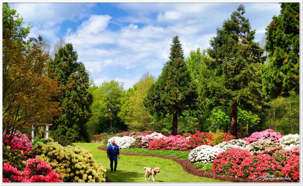 Eine wunderschöne Parklandschaft, der Rhododendron Park in Bremen Horn-Lehe. Hier der neue Abschnitt, es gibt noch den alten Abschnitt mit den großen Rhododendren unter knorrigen schattigen Eichen. Getrennt werden die Park-Abschnitte durch den Botanische Garten.
Ende Mai 2021.