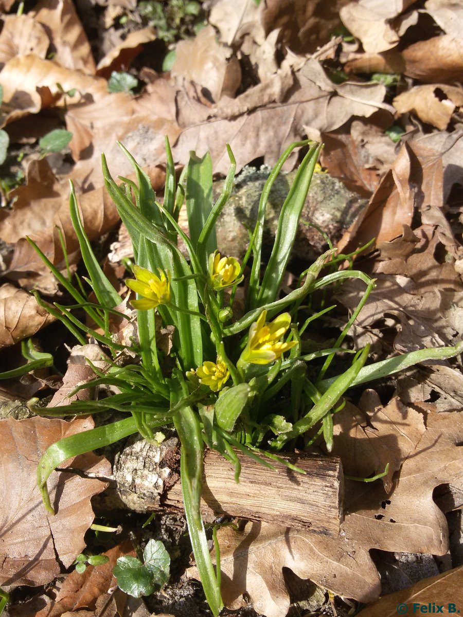 Eines der ersten Wald-Goldsterne im Garzer Busch/Sassnitz am 28.03.2016