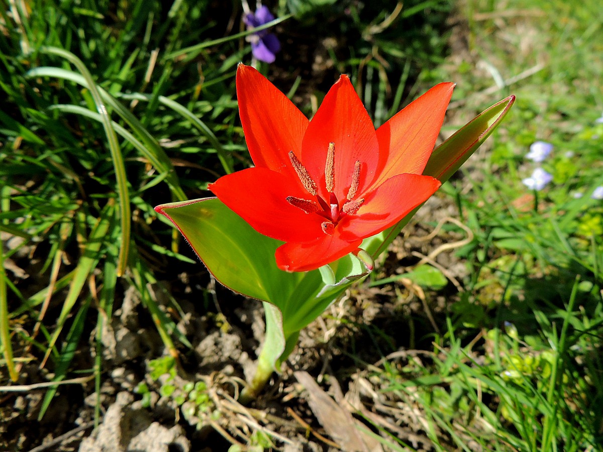 Einsame rote Tulpenblüte auf der Frühlingswiese; 140329