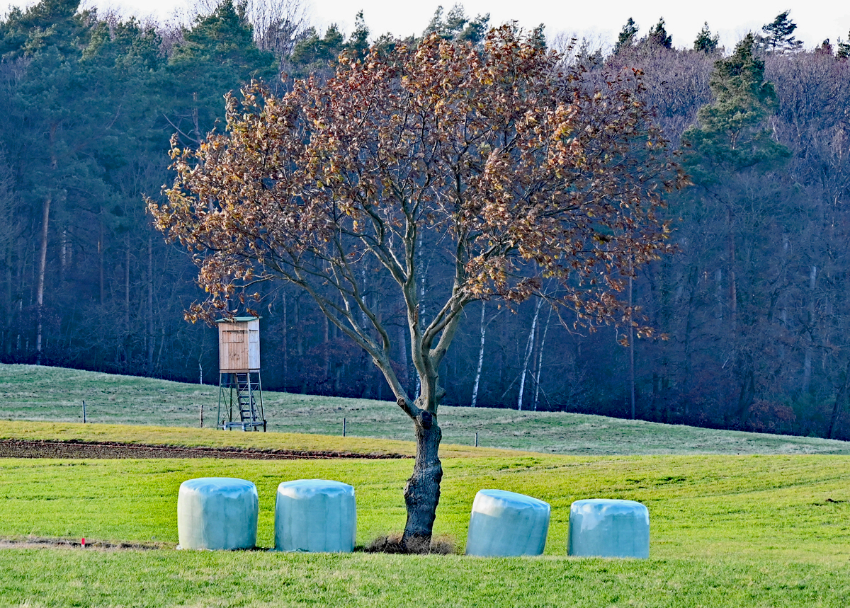 Einsamer Baum zwischen Heuballen auf der Anhöhe im Billiger Wald bei Euskirchen - 20.11.2021