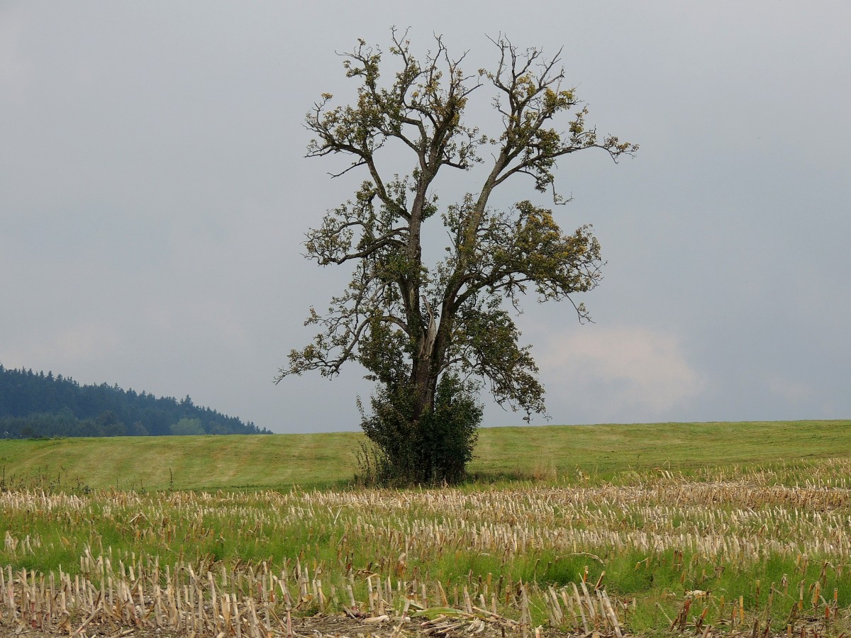 Einsamer Birnbaum in herbstlicher Landschaft; 131004