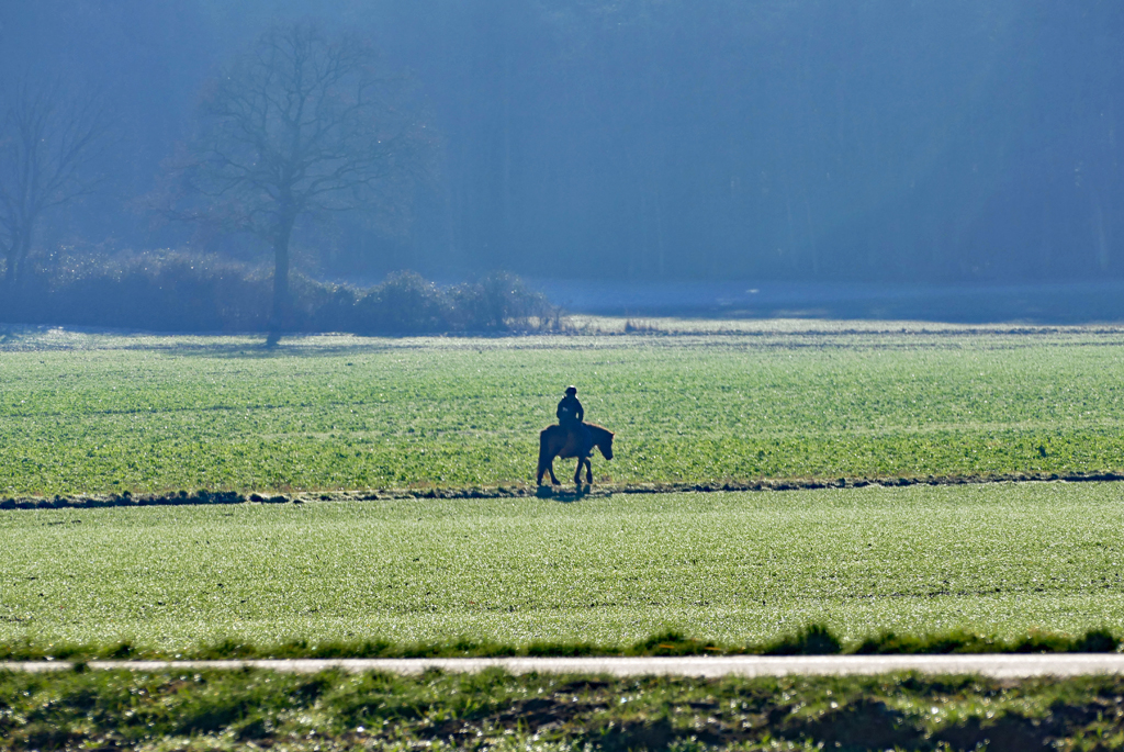 Einsamer Reiter unterwegs im Morgendunst in der Voreifel - 29.12.2016