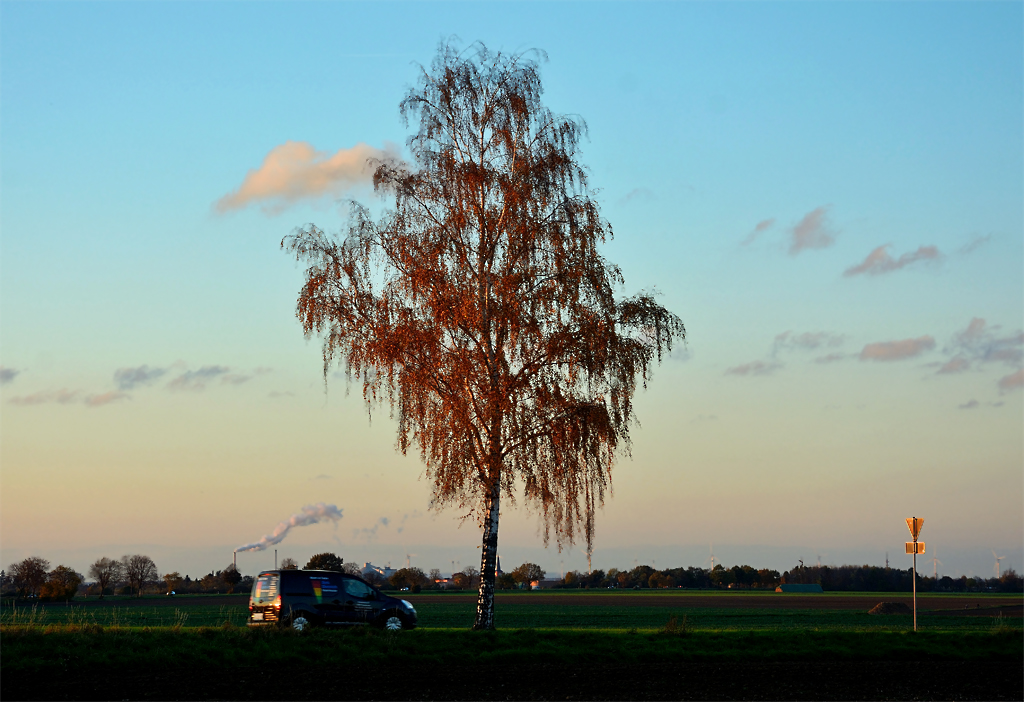 Einzelbaum im Abendlicht bei Euskirchen - 10.11.2014