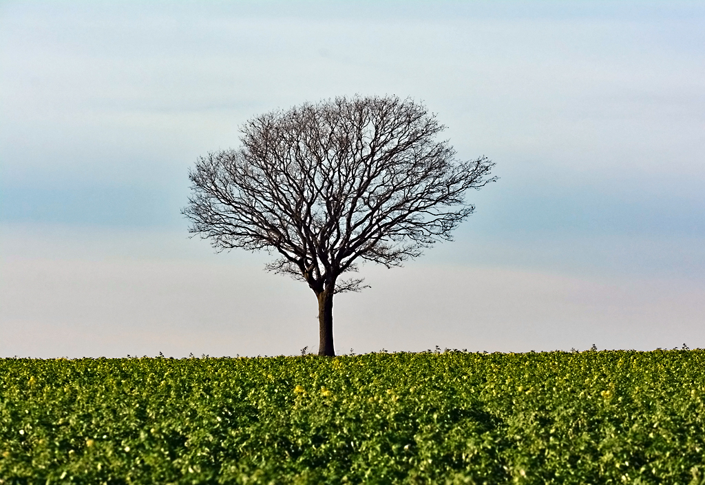 Einzelbaum auf einem Acker bei Harzheim/Eifel - 08.12.2015