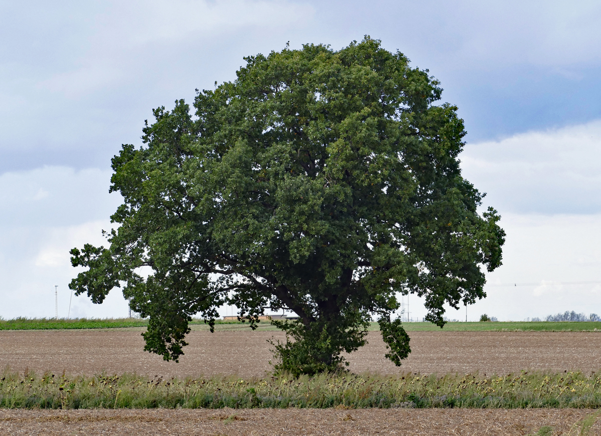 Einzelbaum auf einem Acker bei Rheinbach - 02.10.2019