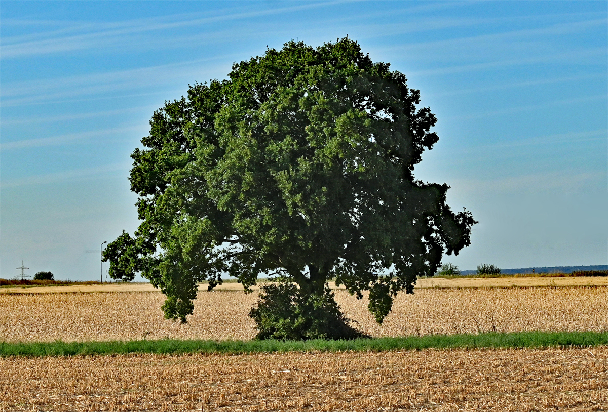 Einzelbaum mitten auf dem Acker bei Rheinbach - 06.09.2022