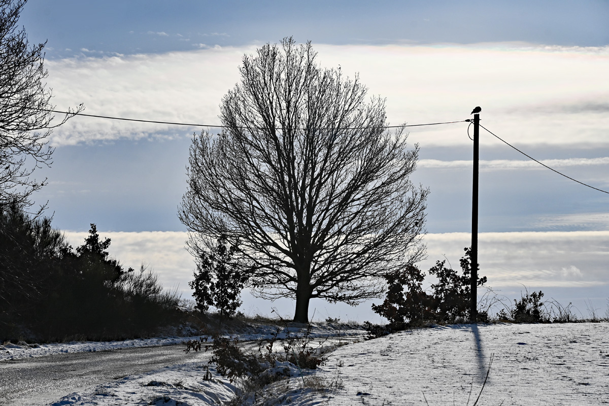 Einzelbaum im Schnee im Billiger Wald mit Vogelbesuch auf dem Leitungsmast - 16.01.2024
