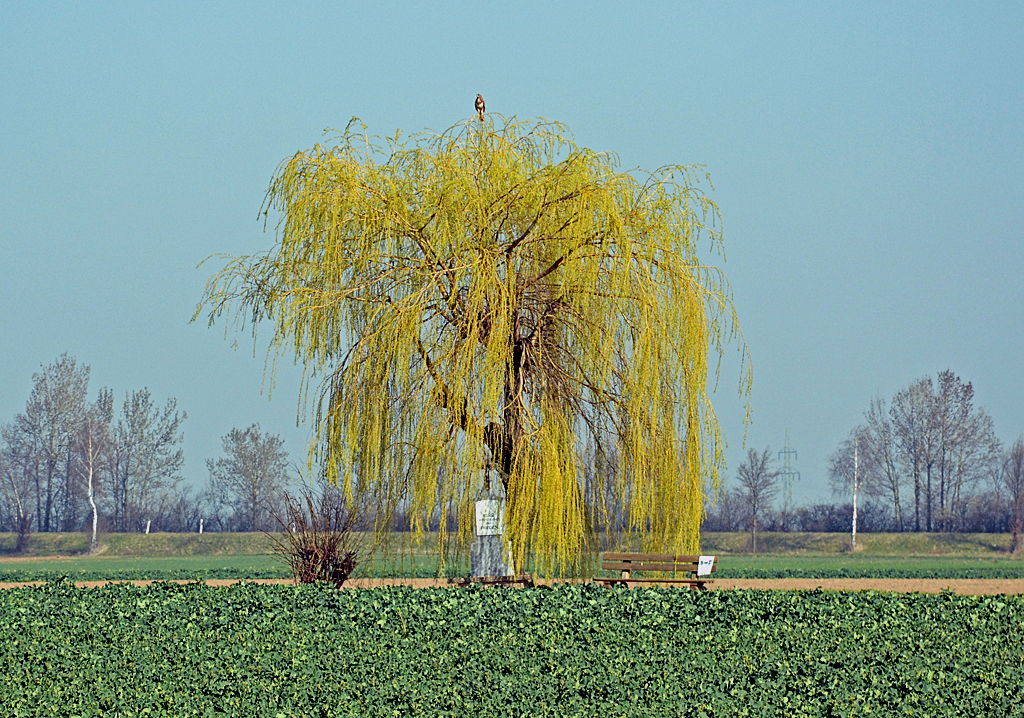 Einzeln stehender Baum mit Raubvogel  on top , Eu-Oberelvenich - 12.03.2014