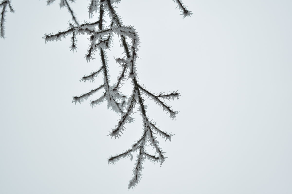 Eisnadelbaum, eigentlich ist das der Ast eine Buche die unweit von Neckarkatzenbach im Dauernebel steht und die der frostige Wind zu diesen etwas ausergewöhnlichen Nadelbäumen macht. 31.12.2016