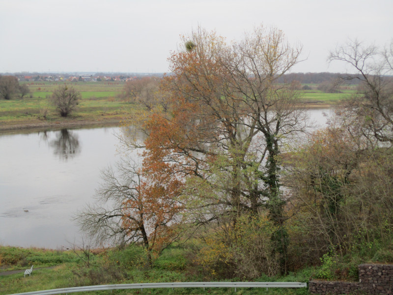 Elbe bei der Ortschaft Hohenwarte am 16.11.2015