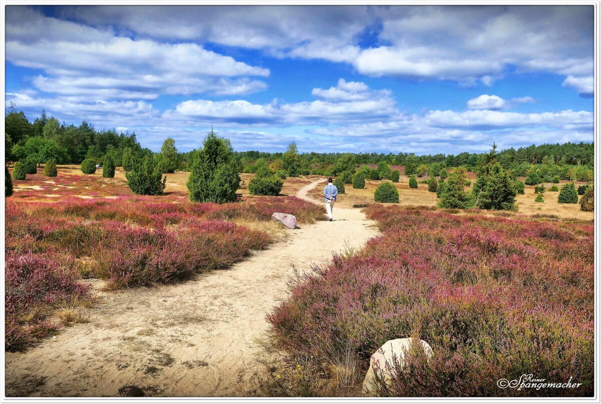 Ellerndorfer Heide bei Eimke im Kreis Uelzen. Ende August 2022