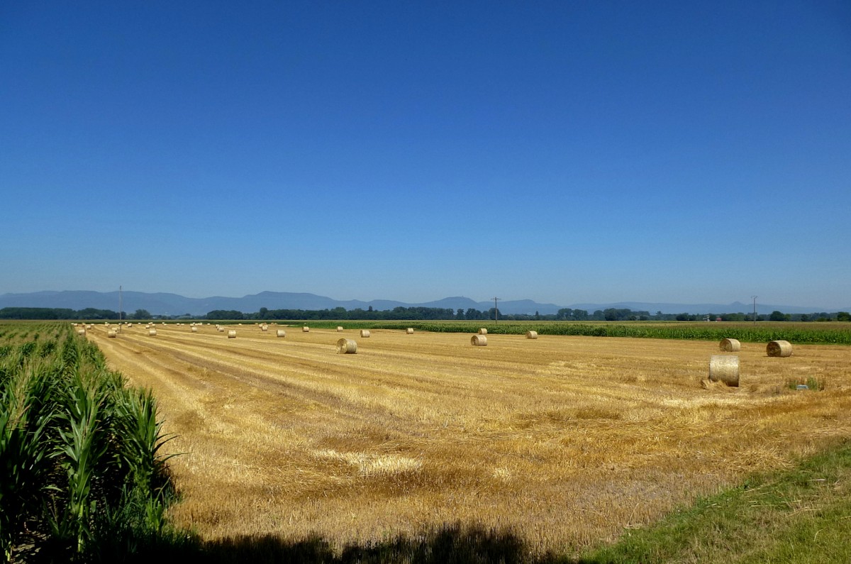 Elsa, Blick ber die Rheinebene zu den Vogesen am Horizont, Aug.2013 