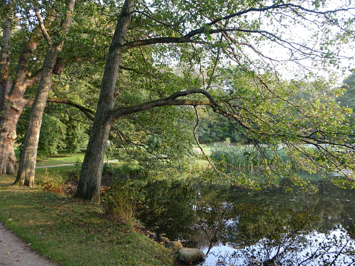 Englischer Landschaftspark im Botanischen Garten von Bangsbo (23.09.2020)