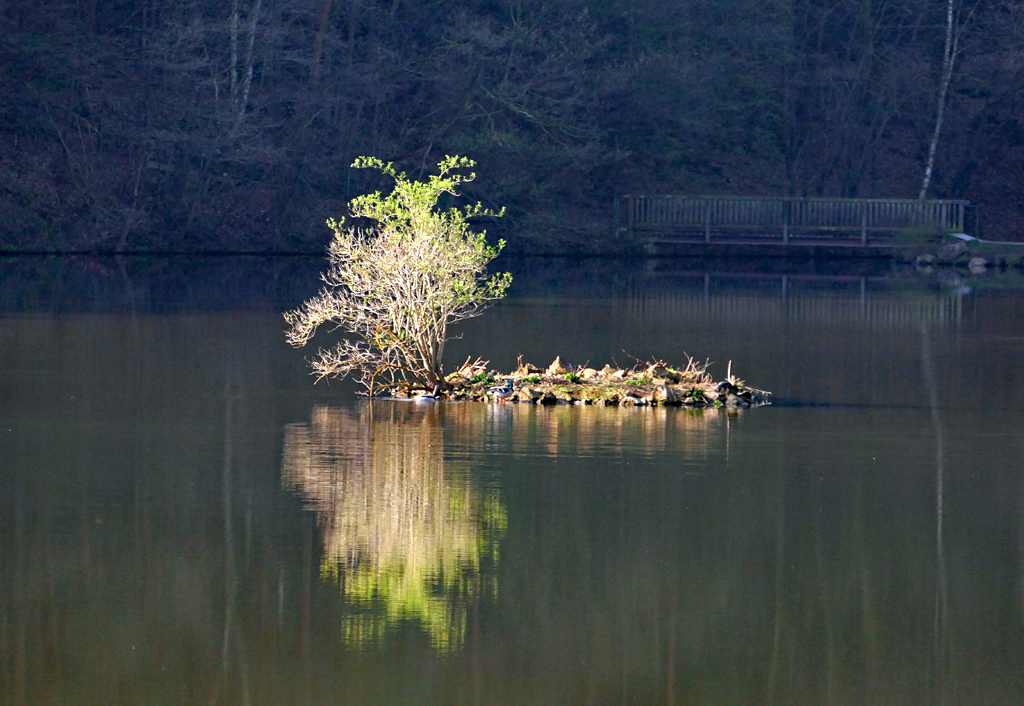 Enteninsel im Mühlenpark-See bei Kommern - 04.04.2017