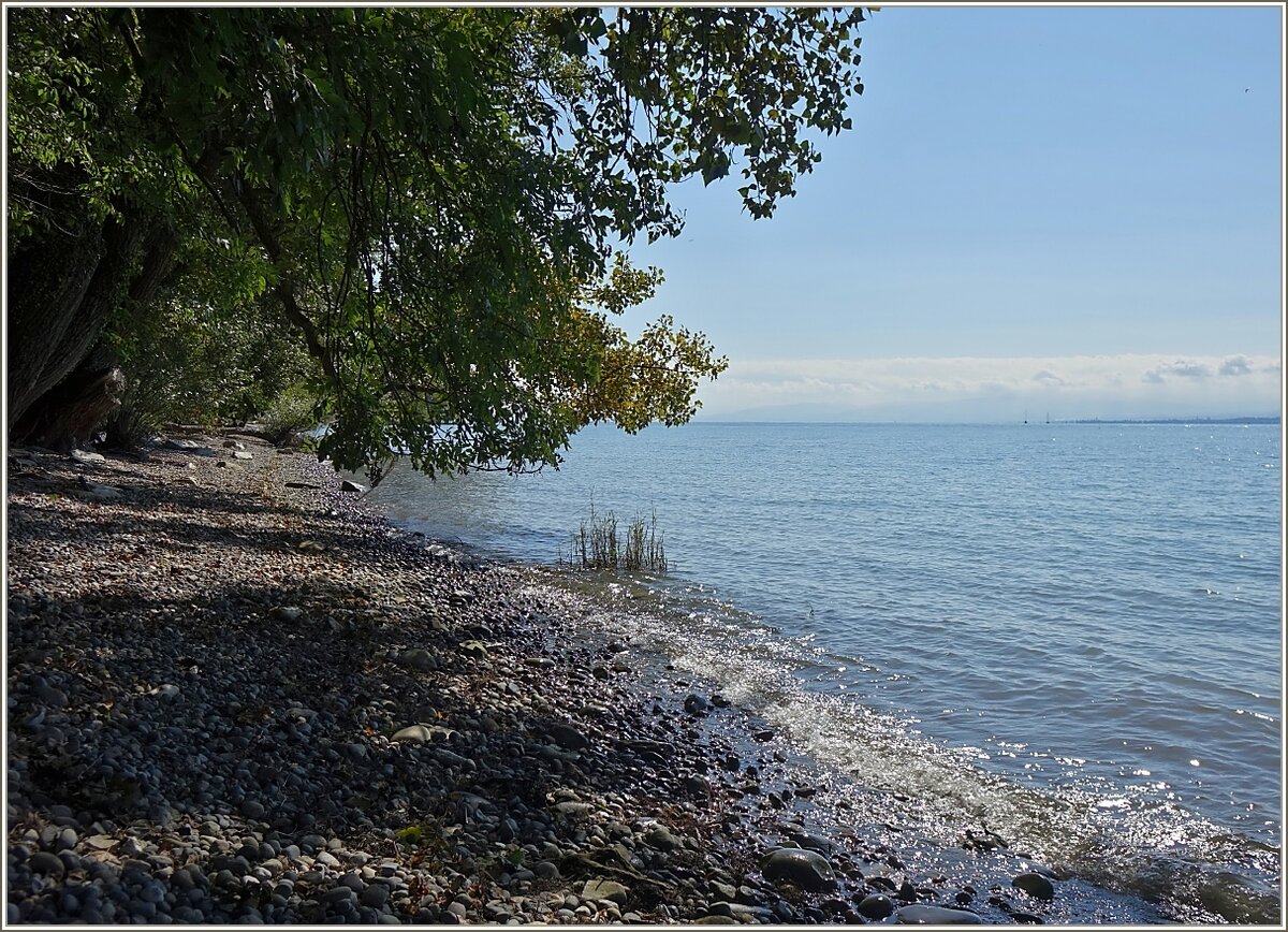 Erholung pur: Wasser und Schatten am Ufer des Bodensee's laden zum Verweilen ein.
(17.09.2021)