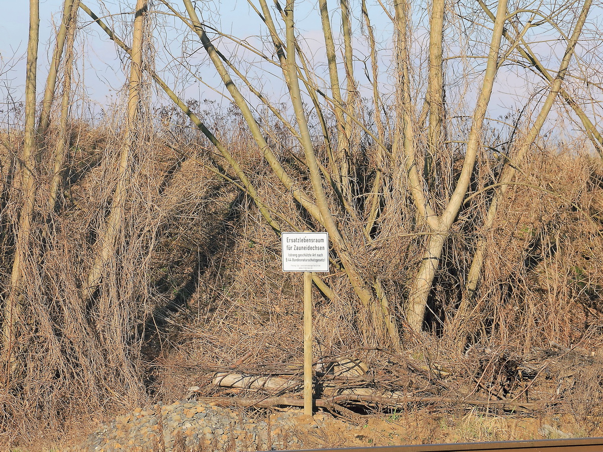 Ersatzlebensraum für Zauneidechsen, ein  in Mittel- und Osteuropa sowie Vorderasien verbreitetes Reptil aus der Familie der Echten Eidechsen, gesehen in Diedersdorf (Brandenburg) am südlichen Berliner Außenring am 13. Februar 2016.