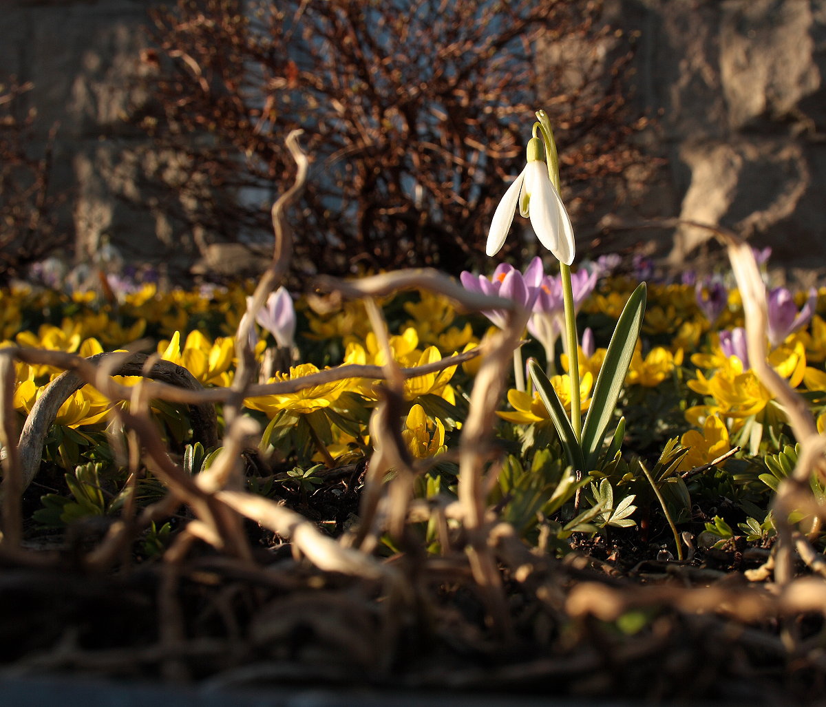 Erste Blumen nach dem Schnee in Braunlage: Schneeglöckchen, Winterlinge und Krokusse an der Rathausallee; Aufnahme vom Nachmittag des 16.03.2017...