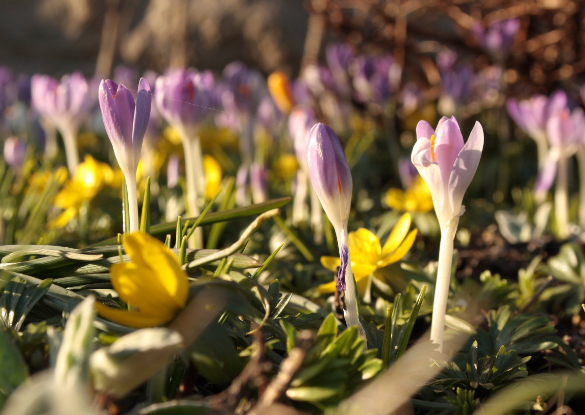 Erste Blumen nach dem Schnee in Braunlage: Winterlinge und Krokusse an der Rathausallee; Aufnahme vom Nachmittag des 16.03.2017...