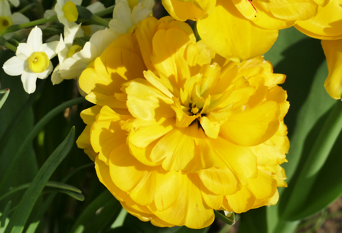 Erste Frühlingsblüten im Garten - 17.04.2018