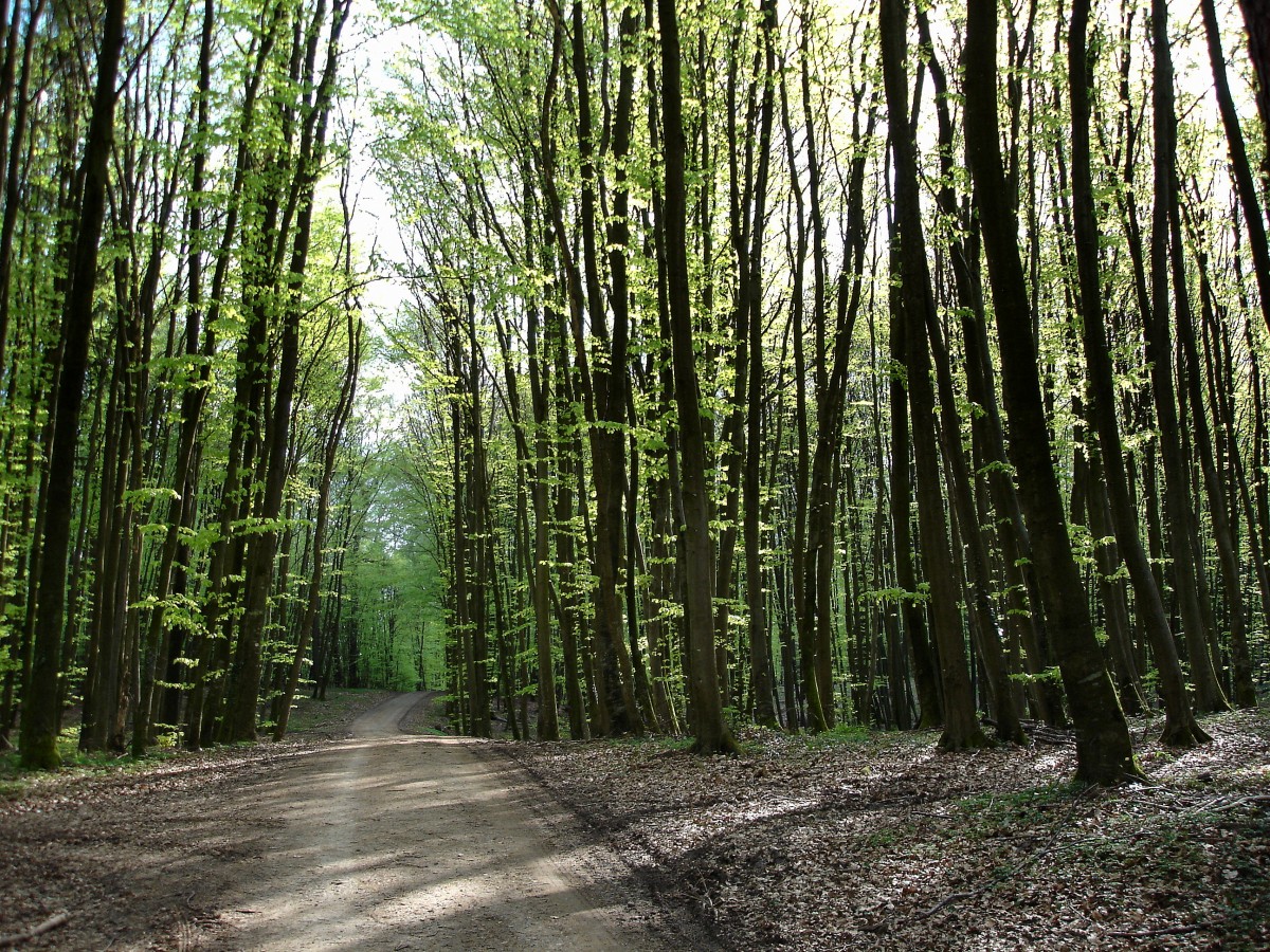 erstes Grn im jungen Buchenwald im Markgrflerland, April 2005