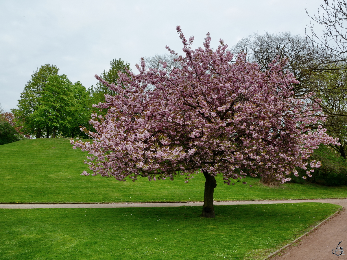 Es blüht so schön in den Parks von Dresden. (April 2014)