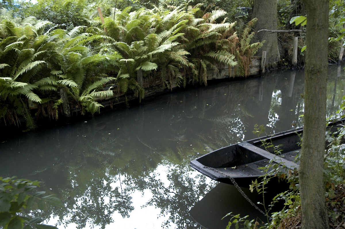 Farnkraut  bei Lehde im Spreewald. Aufnahme: Juli 2006.