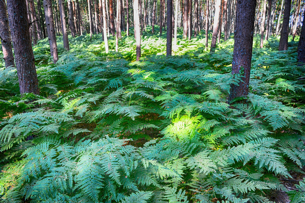 Farnkraut im Slowinzischen Nationalpark südlich der Lebasee (Łebsko) in Hinterpommern. Aufnahme: 18. August 2020