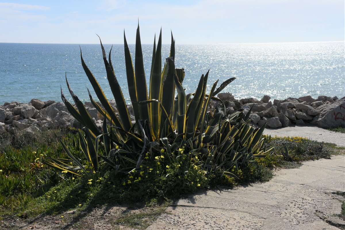 FARO, 06.02.2019, am Leuchtturm von Farol auf der Ilha de Culatra; mit Blick auf den Atlantik