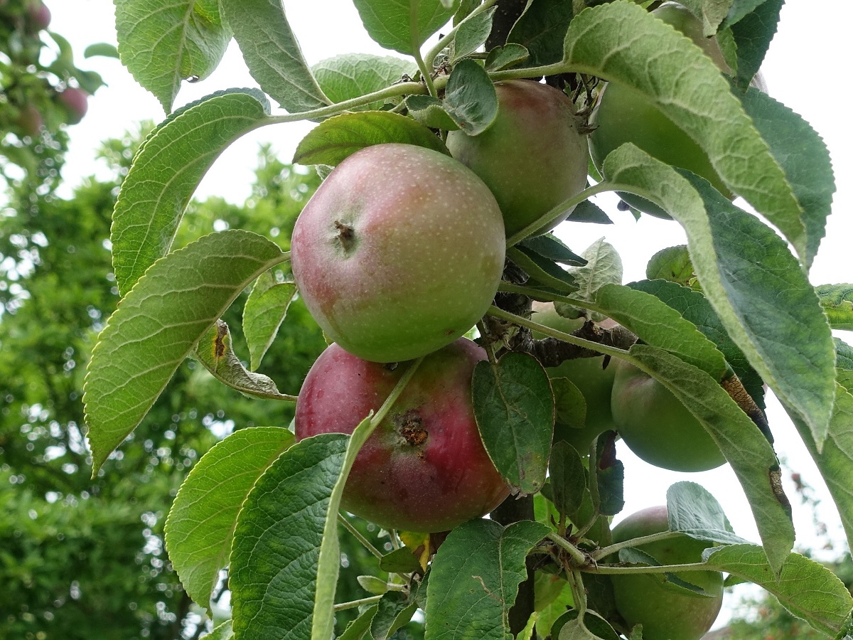 fast reife Äpfel am Baum, noch sind sie recht sauer (Selbsttest), Foto am 14.8.2021 in einem Kleingarten in Hamburg-Horn /