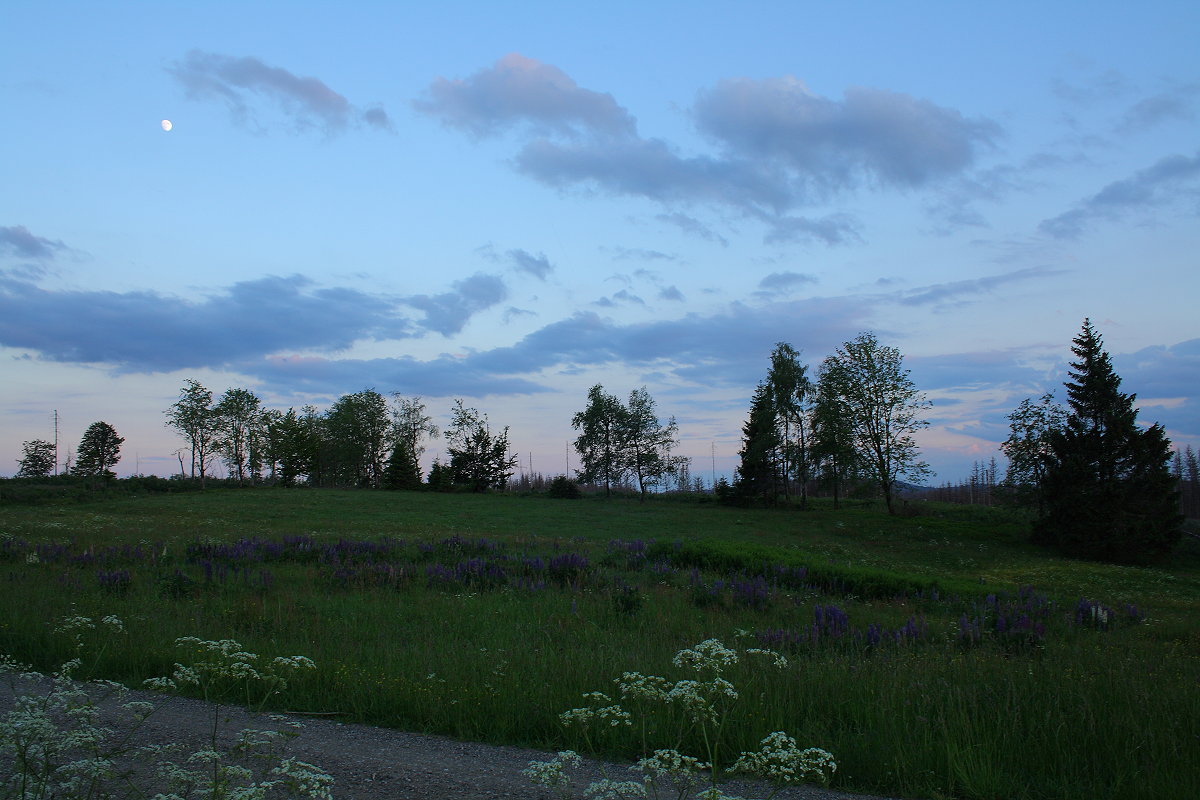 Fast schon Vollmond, was da über der Blumenwiese zwischen Kaiserweg und Wiesenweg bei Braunlage steht; Aufnahme vom 11.06.2022...