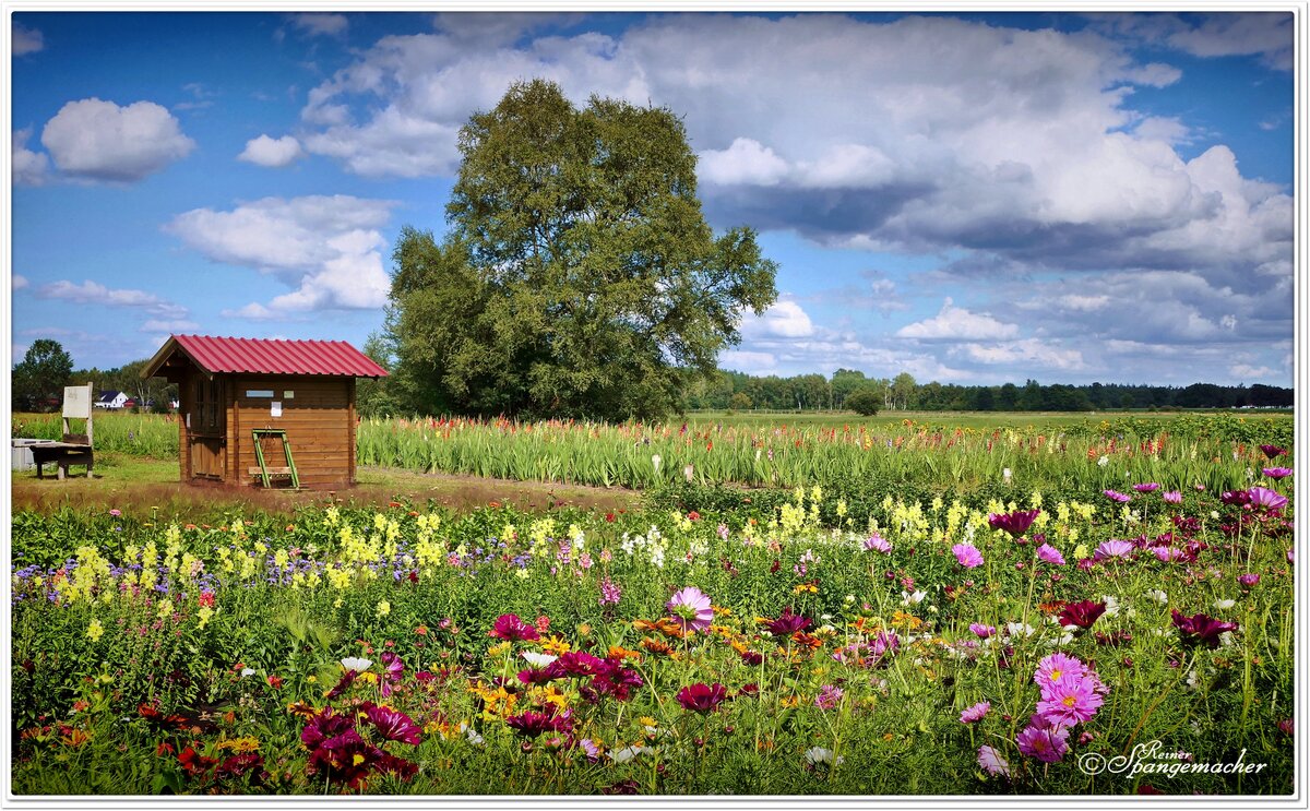 Feld-Abverkauf in Wintermoor/Heidekreis. Jedes Jahr aufs Neue legt ein Landwirt diese schönen Felder an. Die Schnittblumen schneidet man selbst und stellt sich so seine bunten Straus zusammen. Das Geld dafür, wirft man in eine überdachte Holzkiste, die als Kasse dient. Aufnahme Anfang August 2022