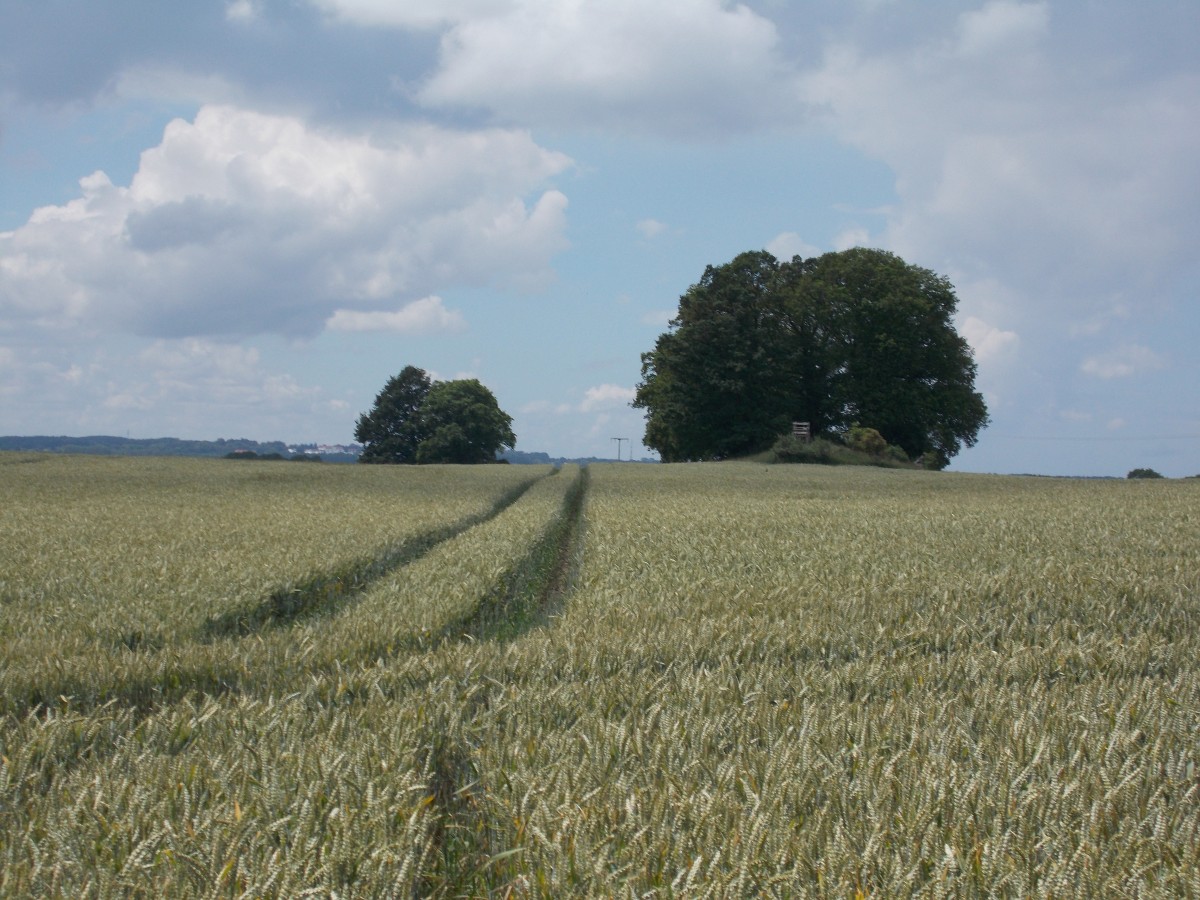 Feld bei Gross Stresow am 02.Juli 2014.