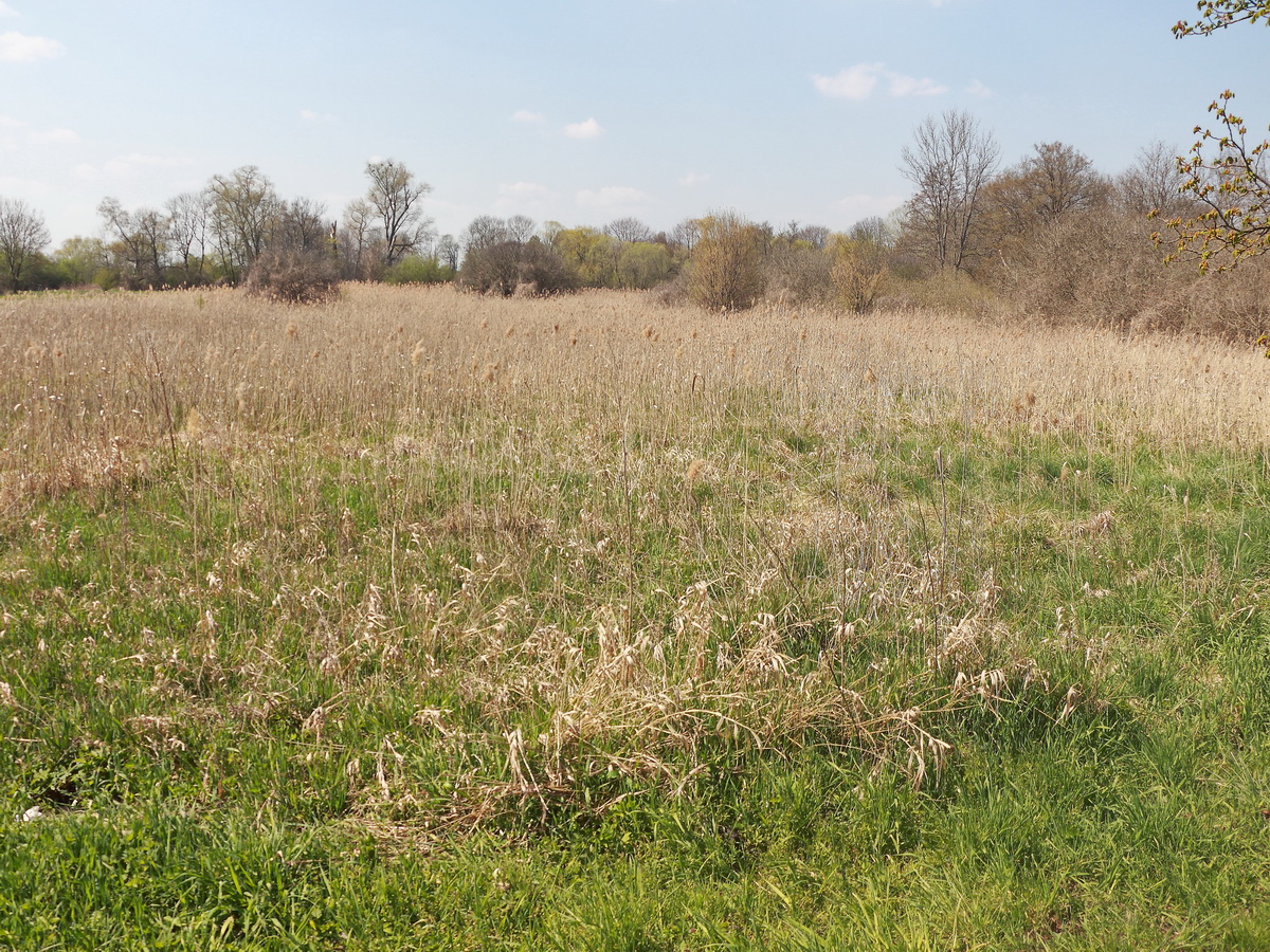 Feld (mit Wildwuchs) in der Landschaft am Wulzenplan in  Zossen nahe der Bunndesstraße 249 am 28. April 2021.