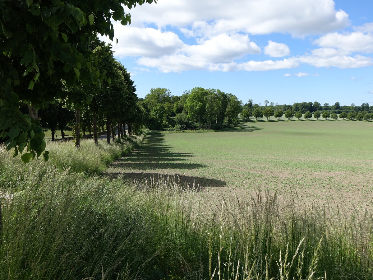 Felder und Alleen bei Tomelilla, Provinz Skåne län (11.06.2021)