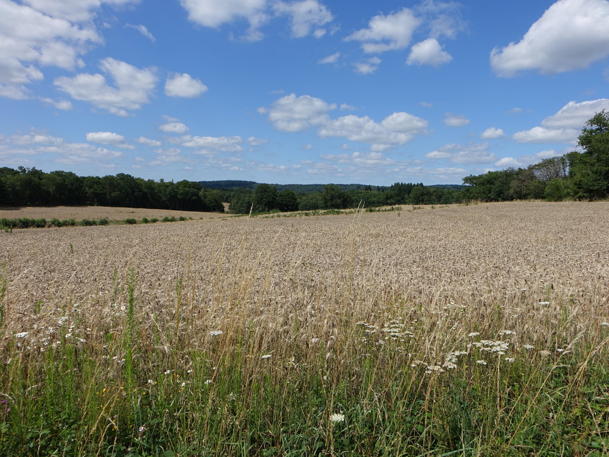 Felder bei Arnac, Dept. Deux-Sèvres (14.07.2017)